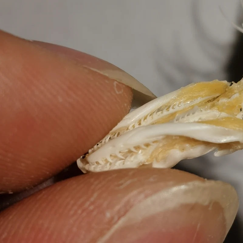 Articulated Snake Skeleton