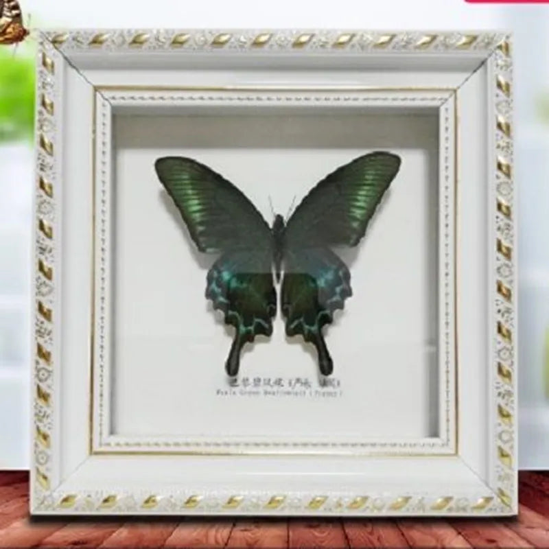 Framed Butterfly Specimen