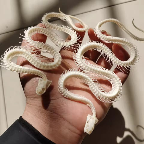 Articulated Snake Skeleton