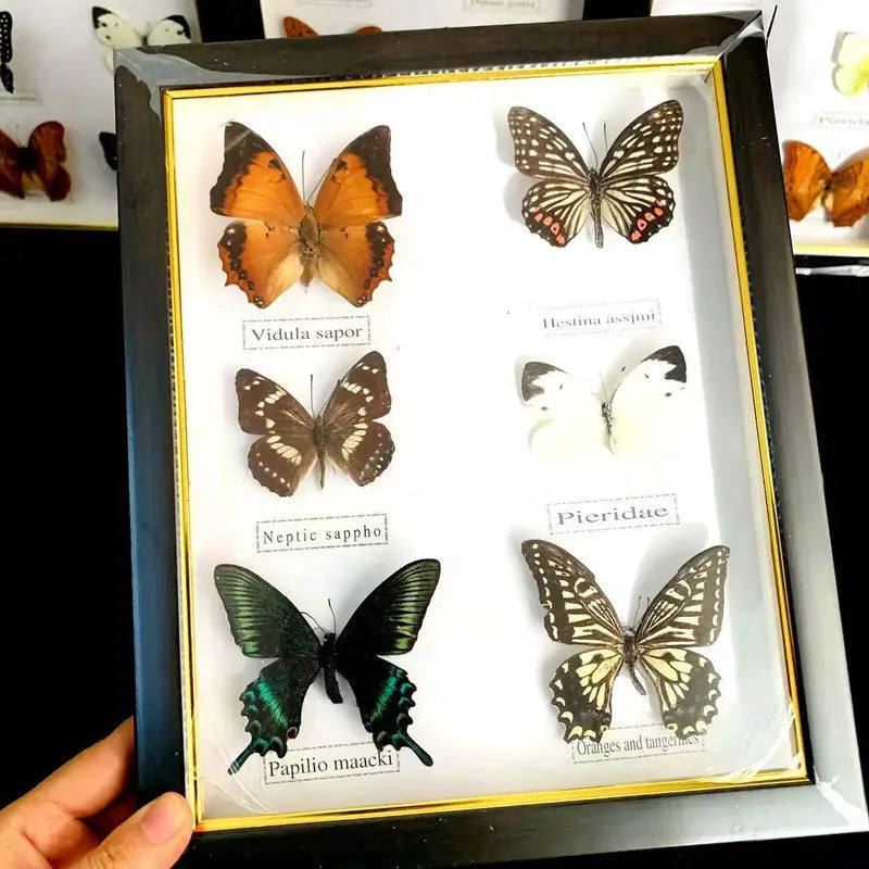 Butterfly Frame Set