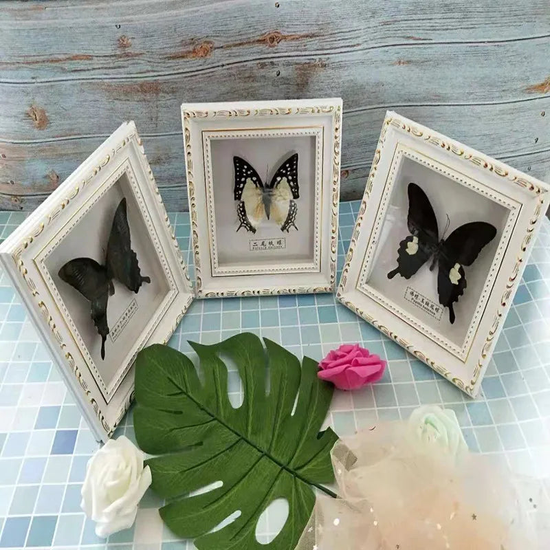Framed Butterfly Specimen