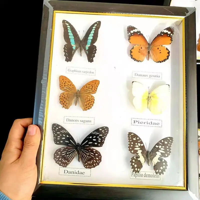 Butterfly Frame Set