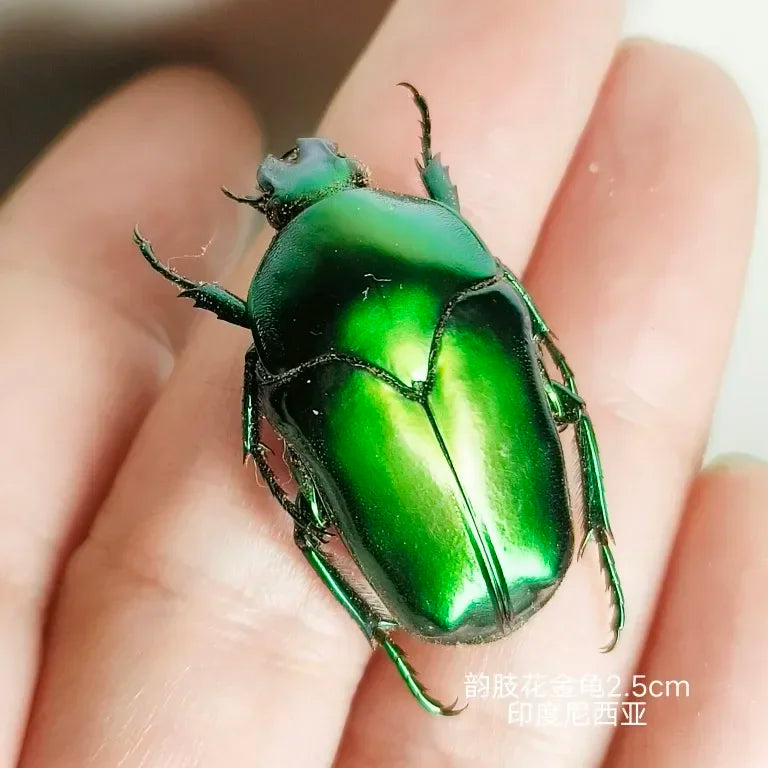 Golden Tortoise Beetle Specimen