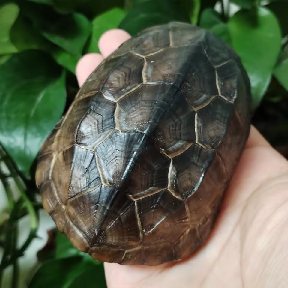 Turtle Shell & Bone Specimen