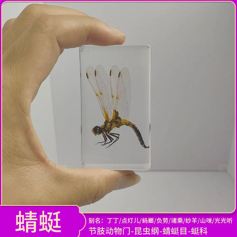 Insect Specimen Paperweights