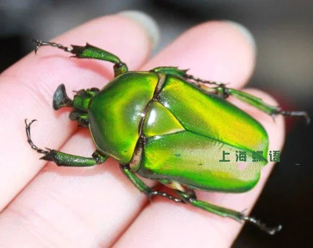 Golden Tortoise Beetle Specimen