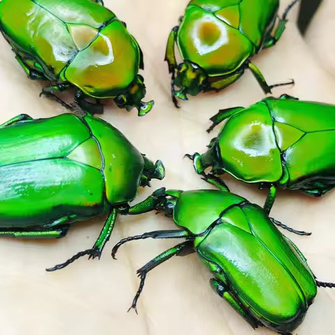 Real Scarab Specimen Set