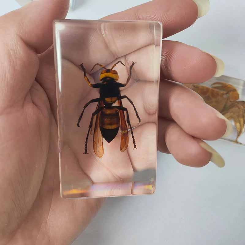 Insect Specimen Paperweights