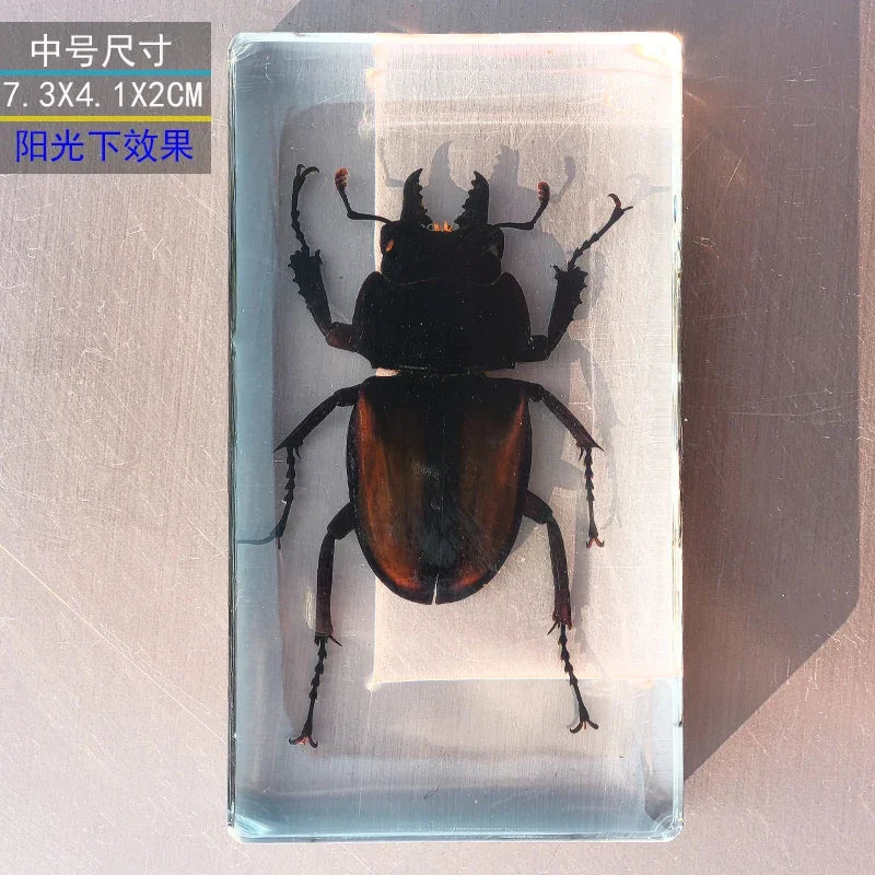 Large Insect Specimen Blocks
