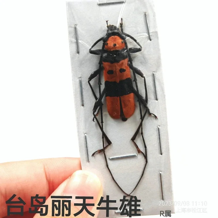 Stag Beetle Specimen Set