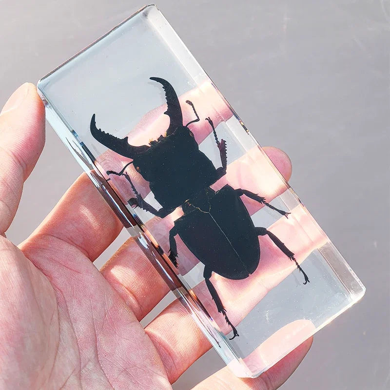 Large Insect Specimen Blocks