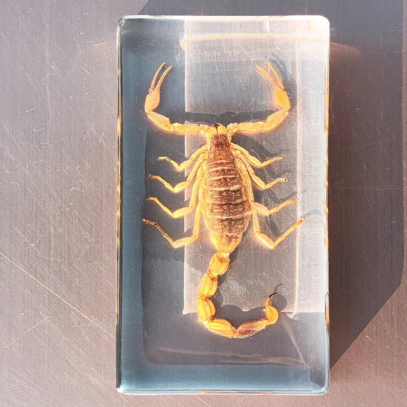 Large Insect Specimen Blocks