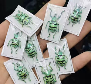 Iridescent Weevil Specimen