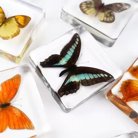 Resin Butterfly Specimens