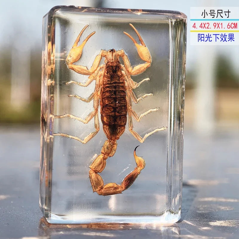 Large Insect Specimen Blocks