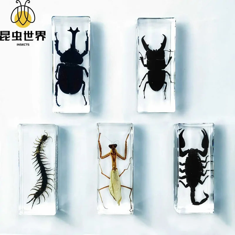 Especímenes de insectos en resina transparente