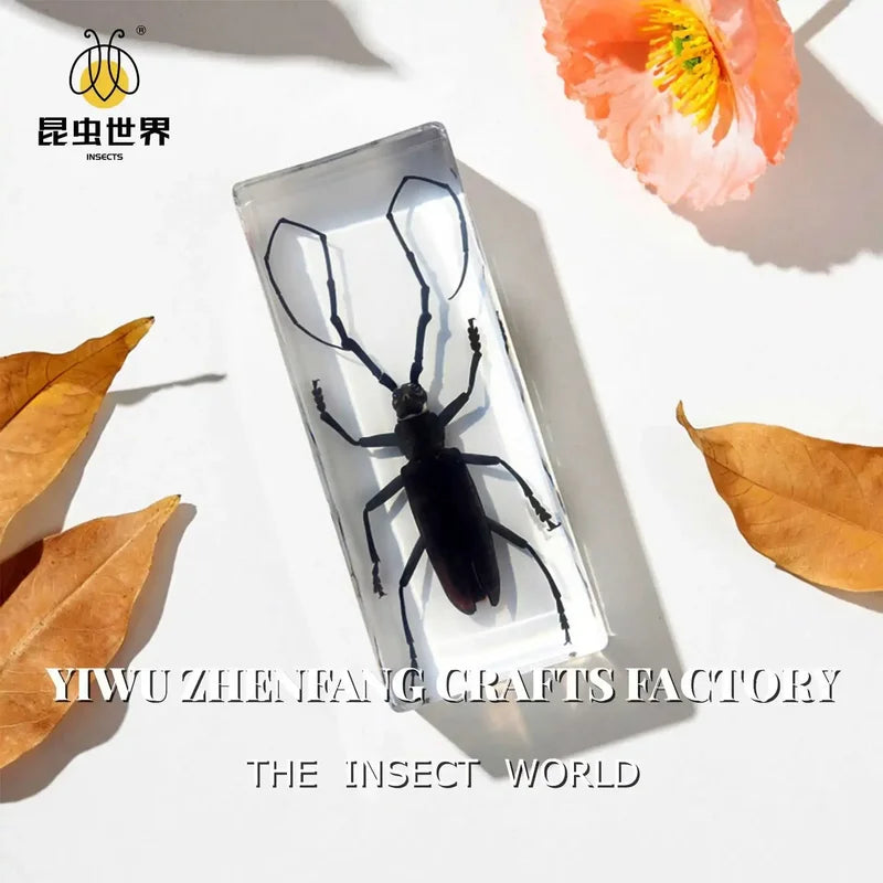 Especímenes de insectos en resina transparente