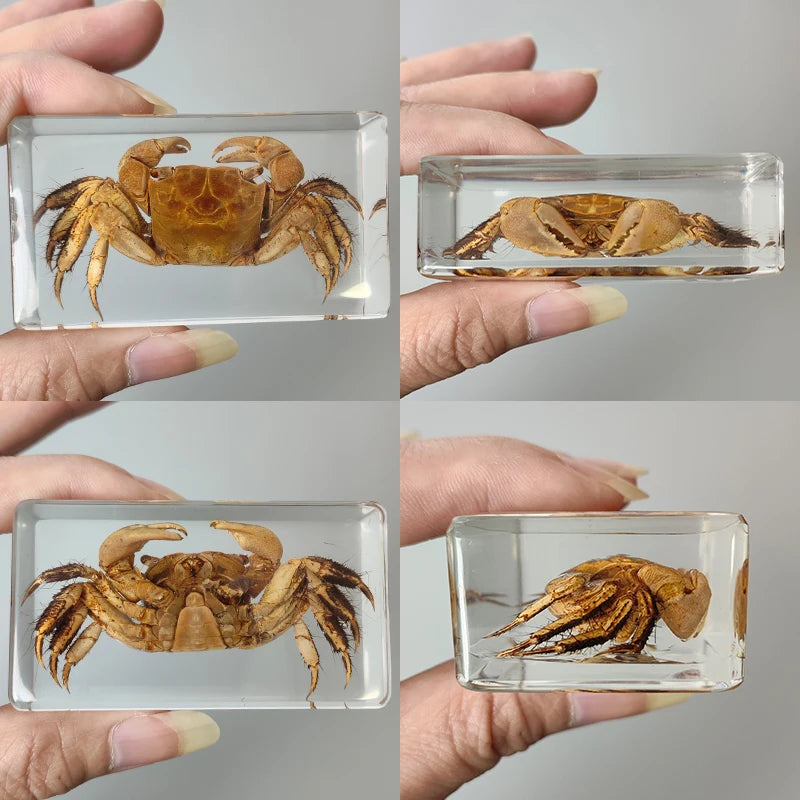 Insect Specimen Paperweights