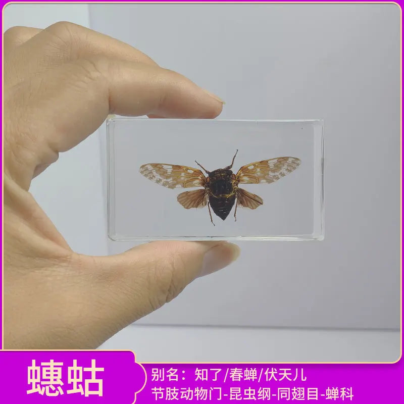 Insect Specimen Paperweights