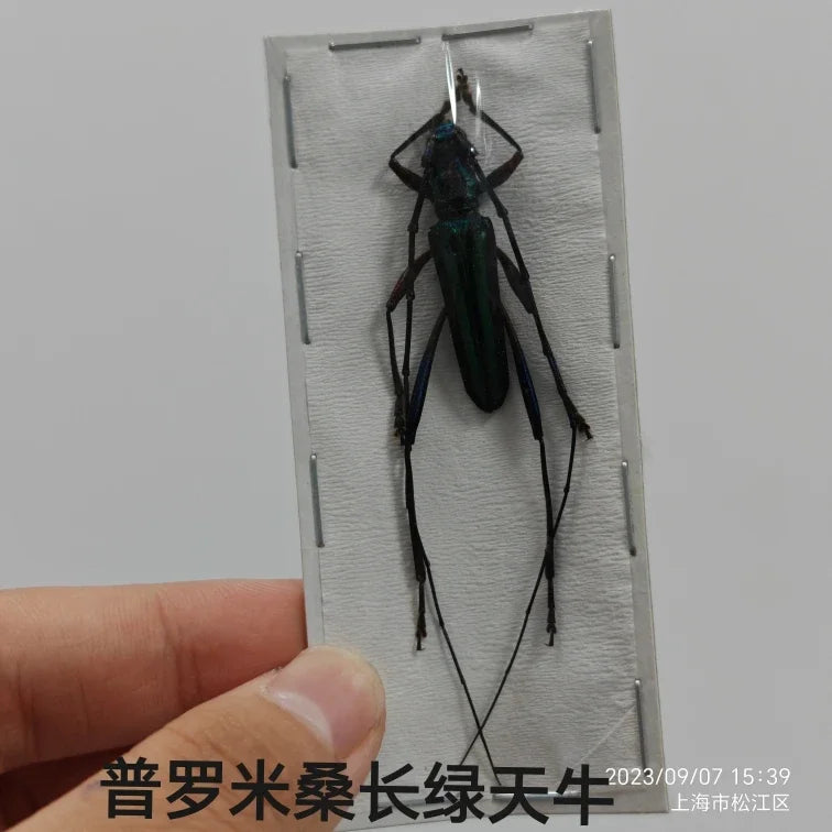 Stag Beetle Specimen Set